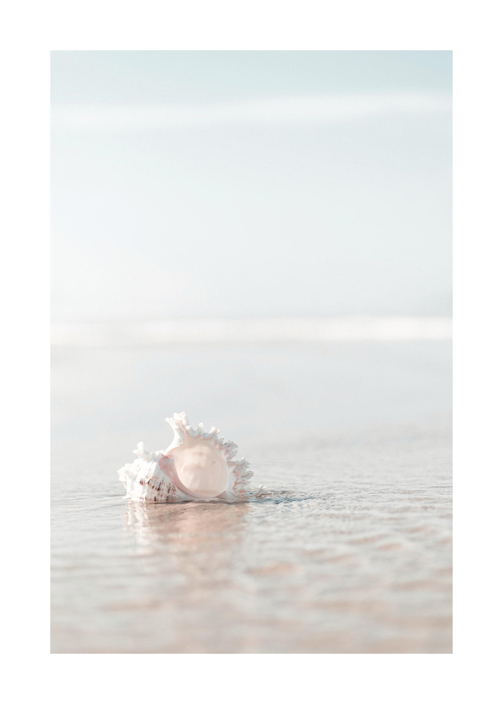 Seashell on the Beach Print