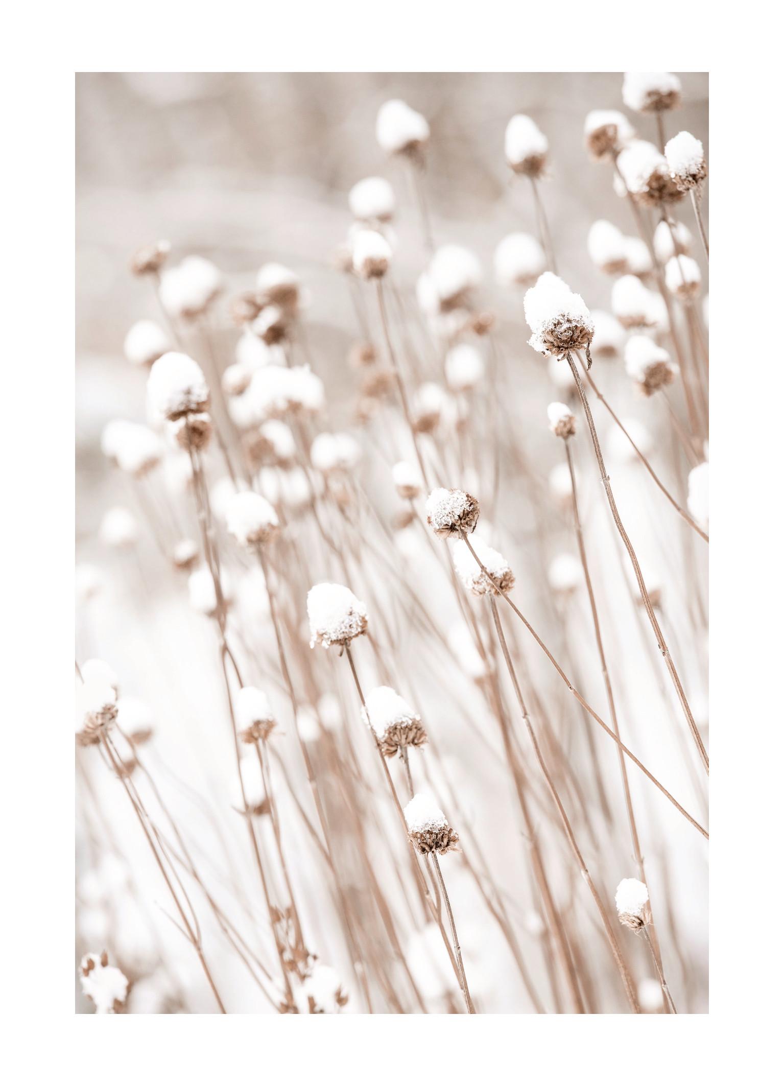Snow Covered Flowers Print