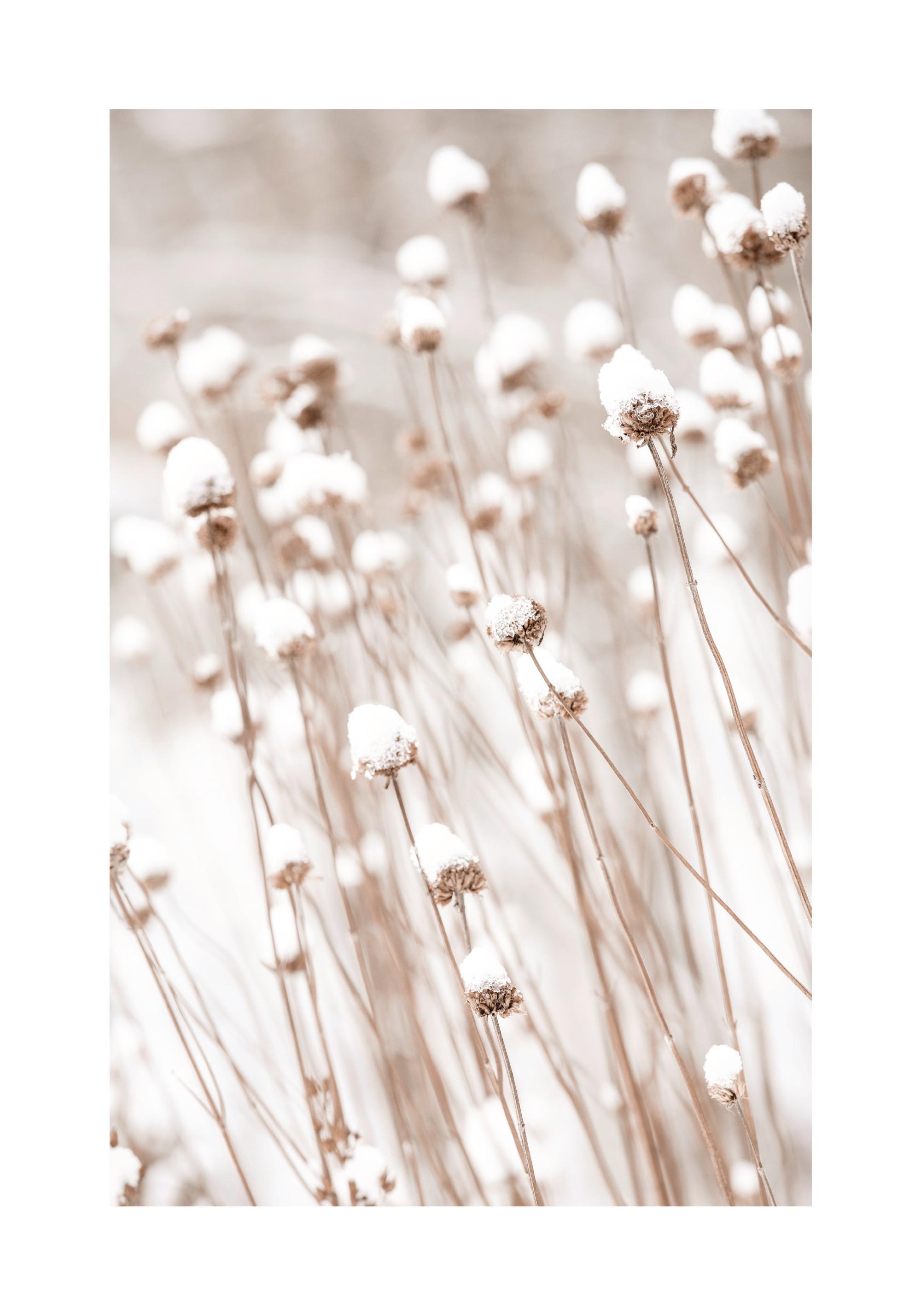 Snow Covered Flowers Print