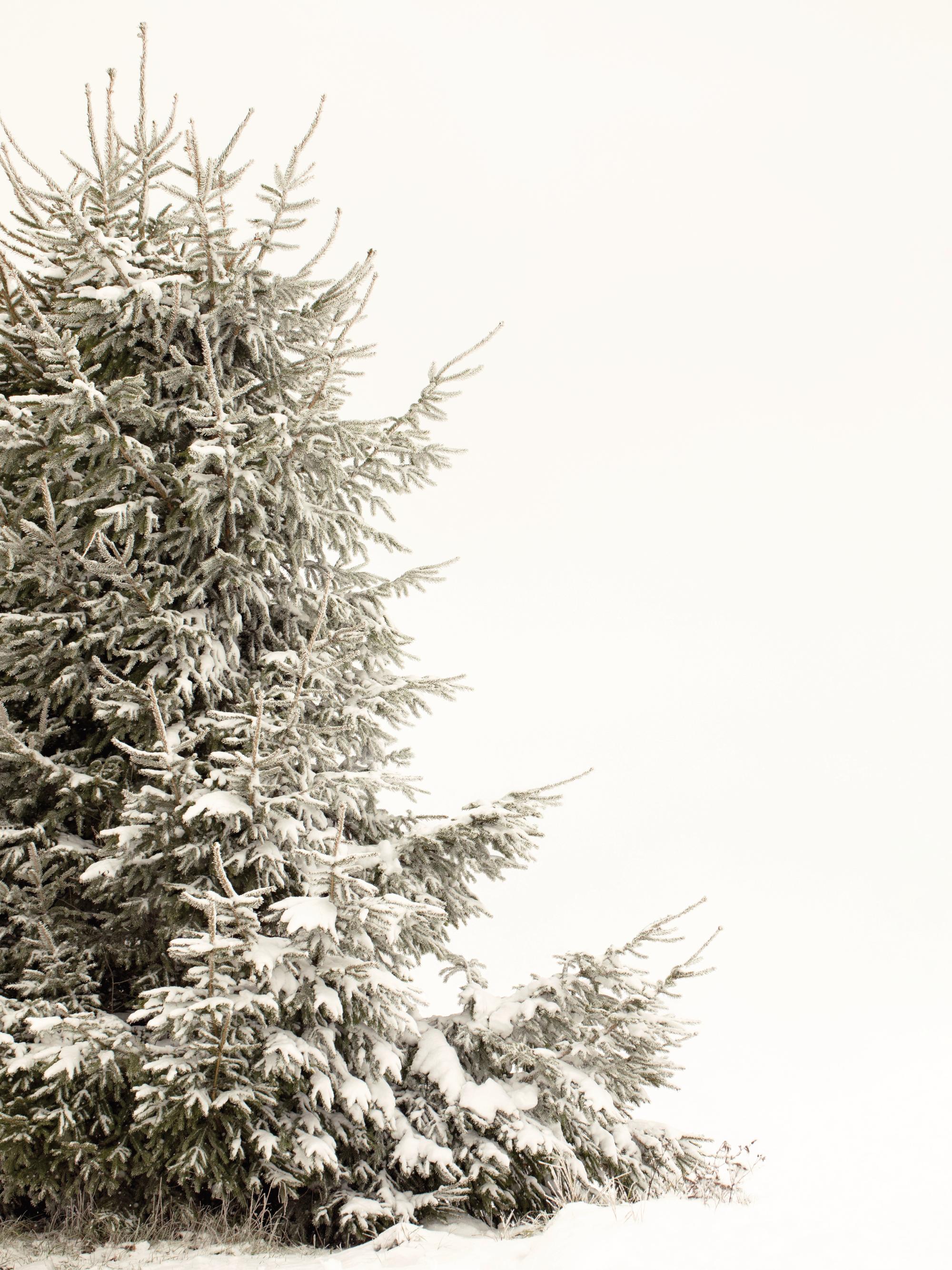 Snowy Holiday Tree Poster