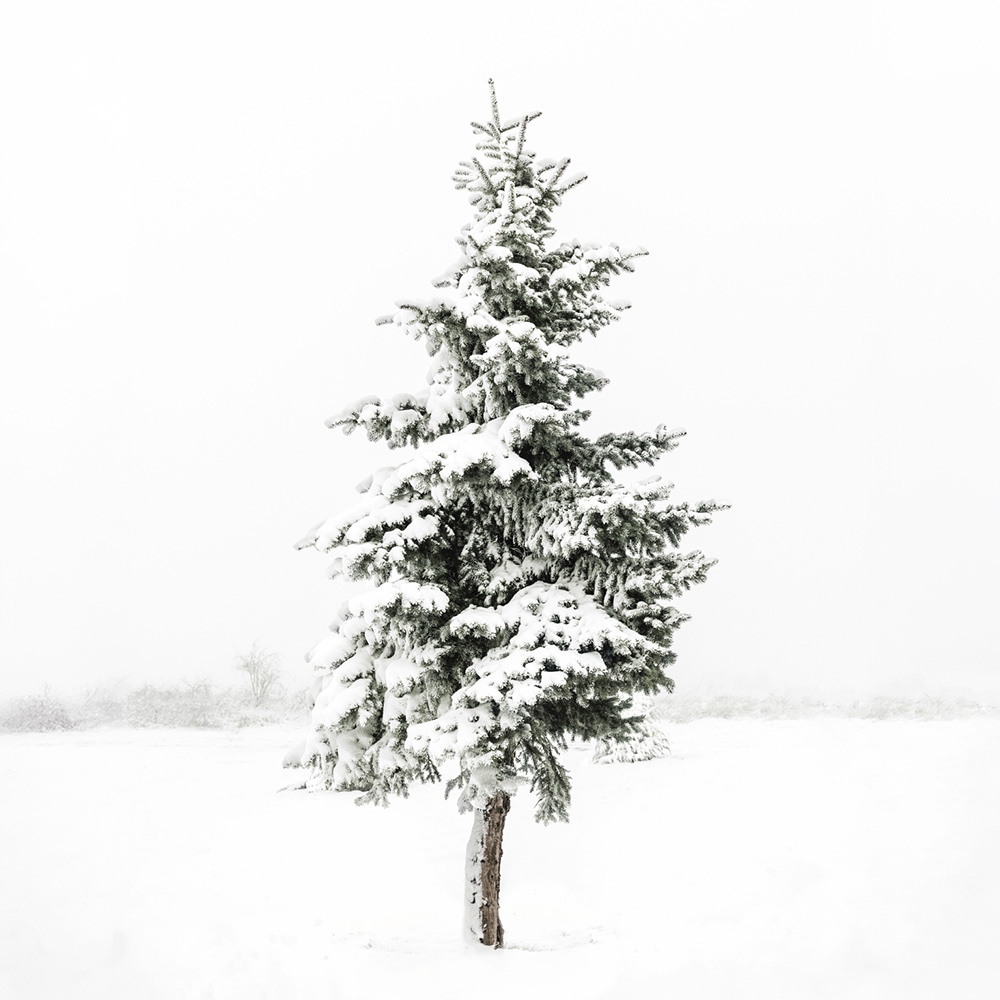 Snowy Spruce Print