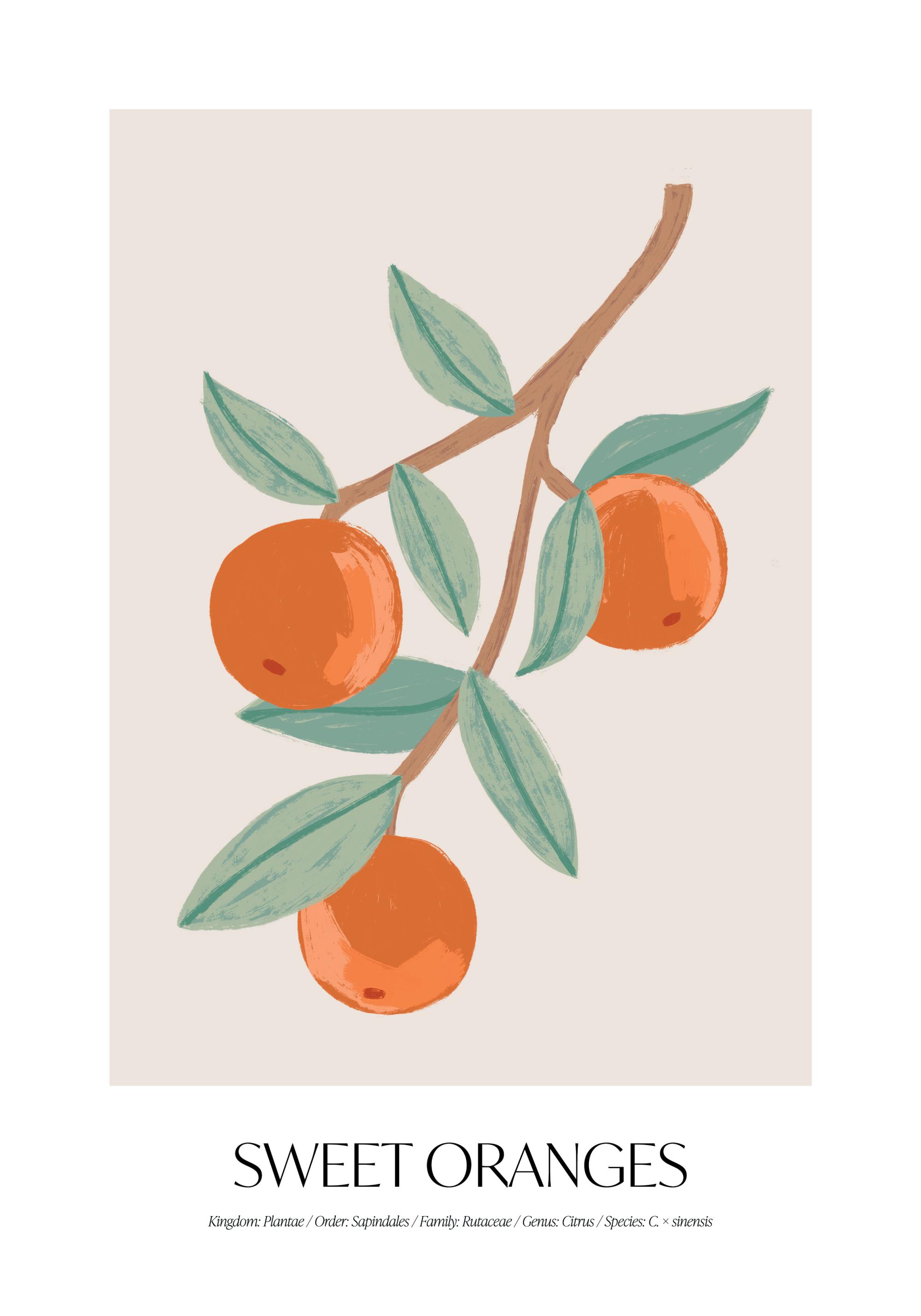 Sweet Oranges Print