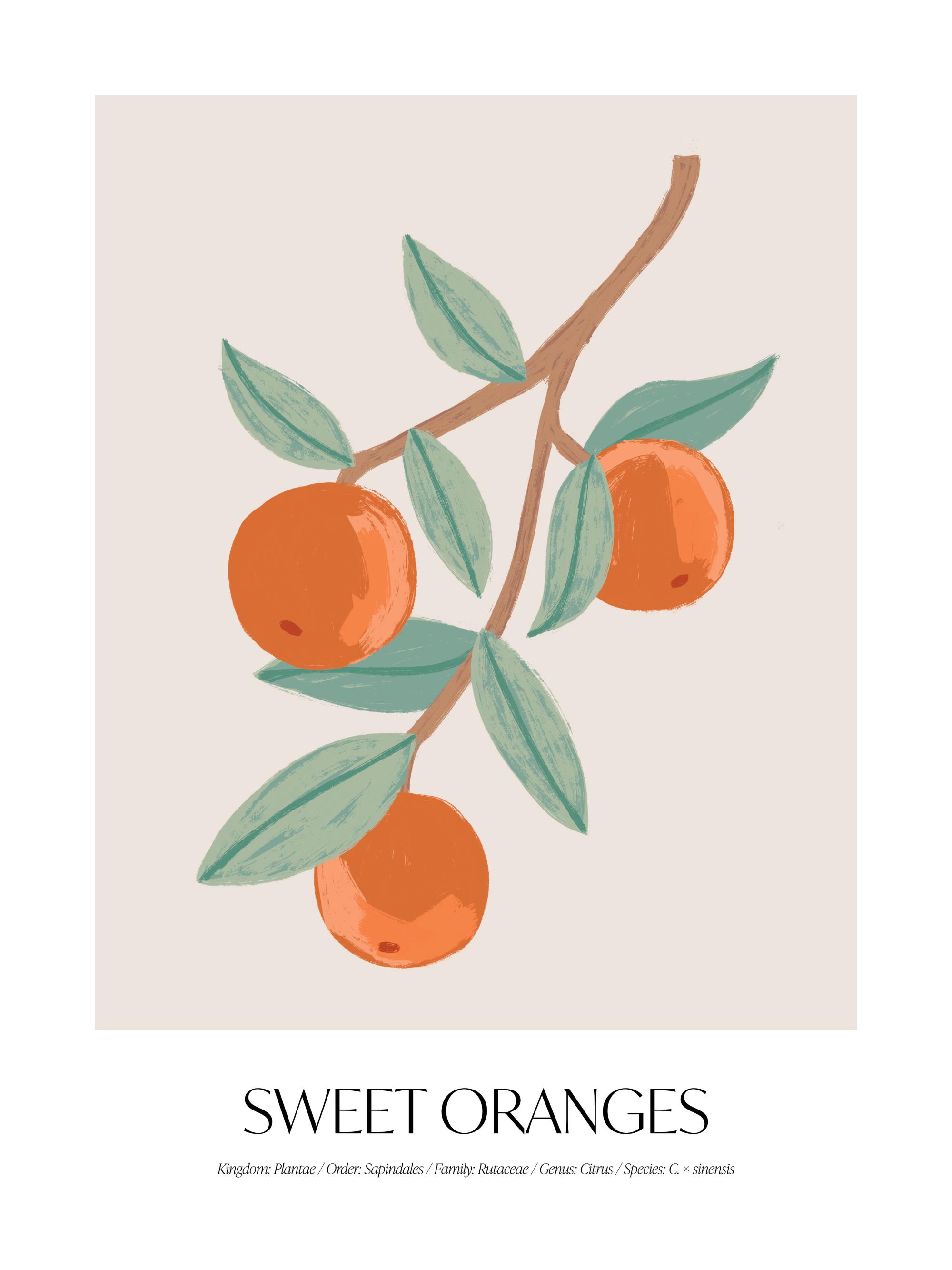 Sweet Oranges Print