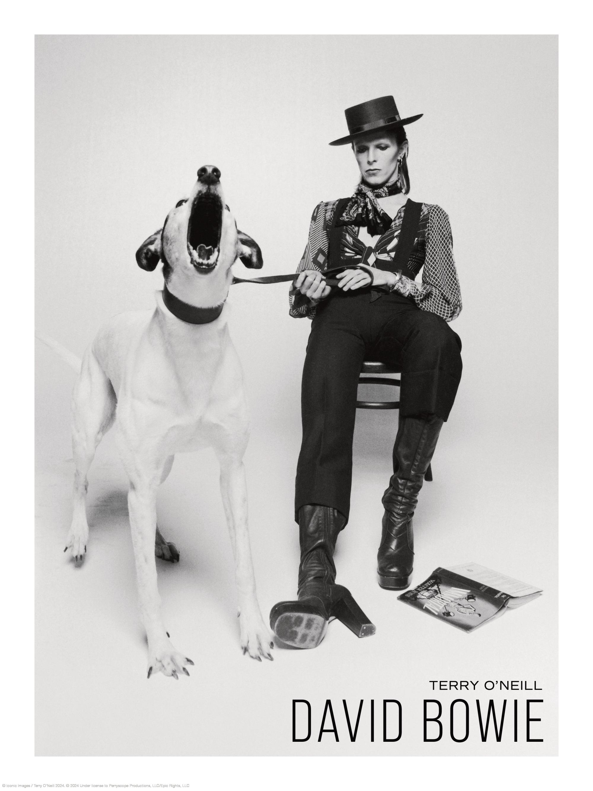 Terry O'Neill - David Bowie Print
