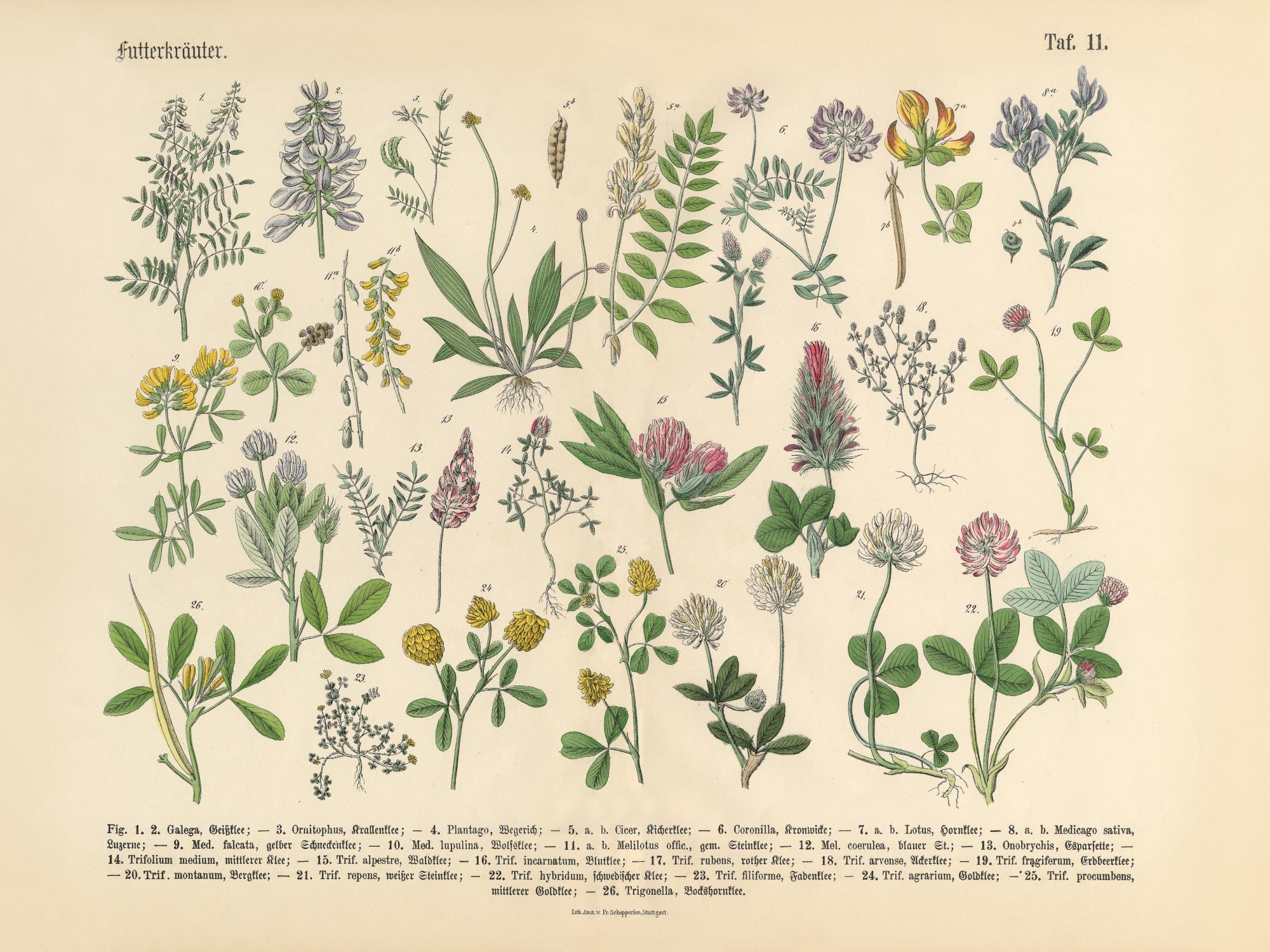 Victorian Garden No1 Print