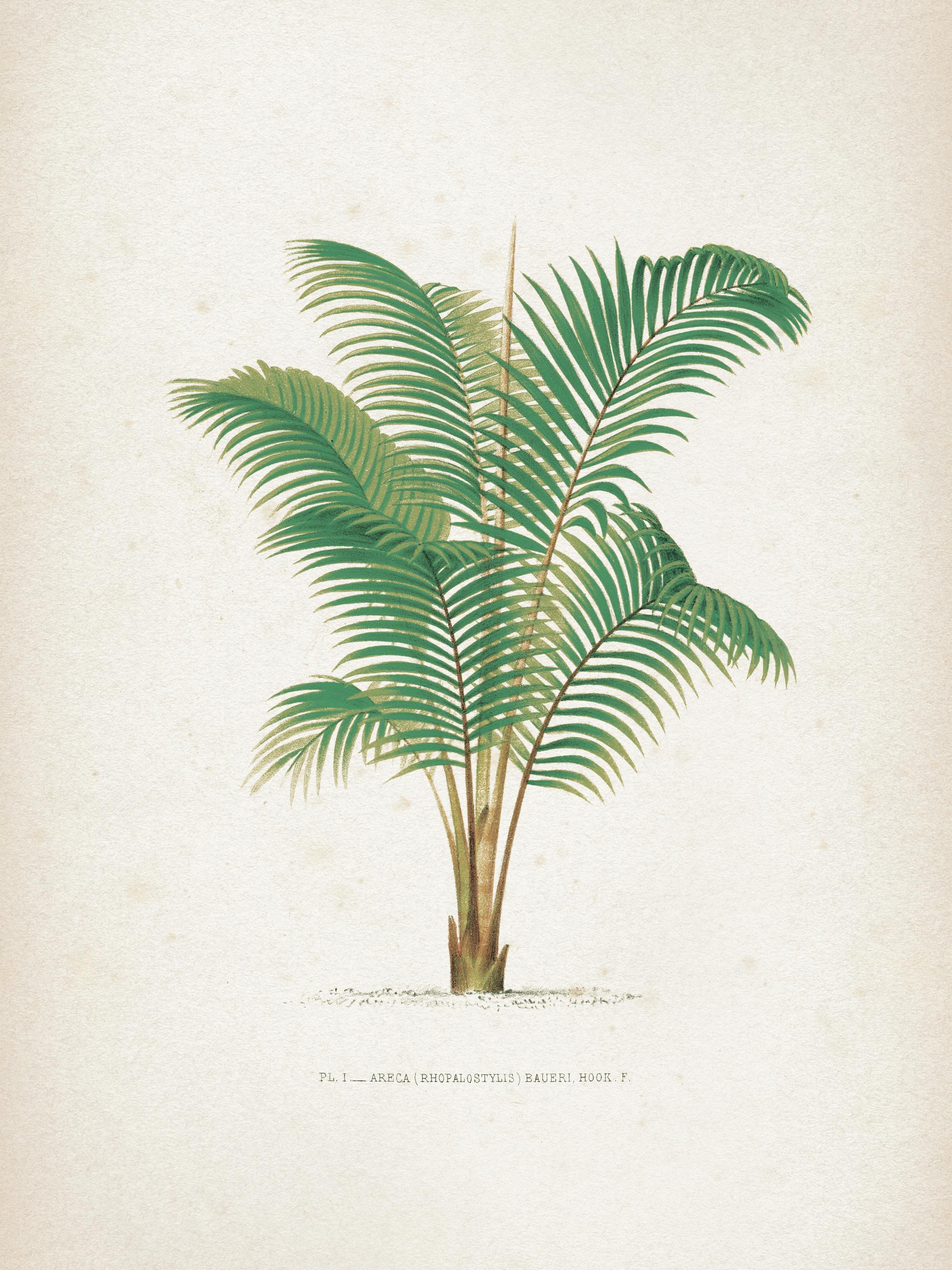 Vintage Print Collection No4 Print