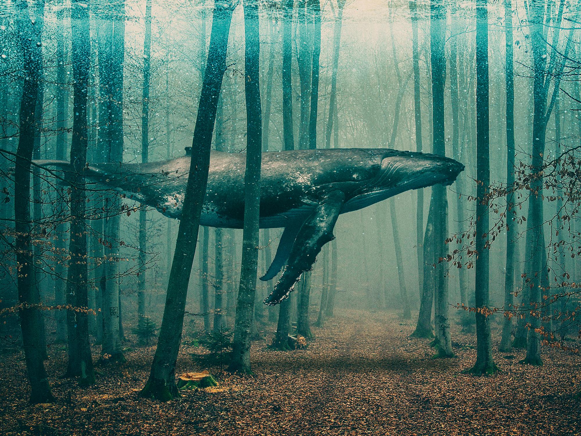 Whale in Forest Print