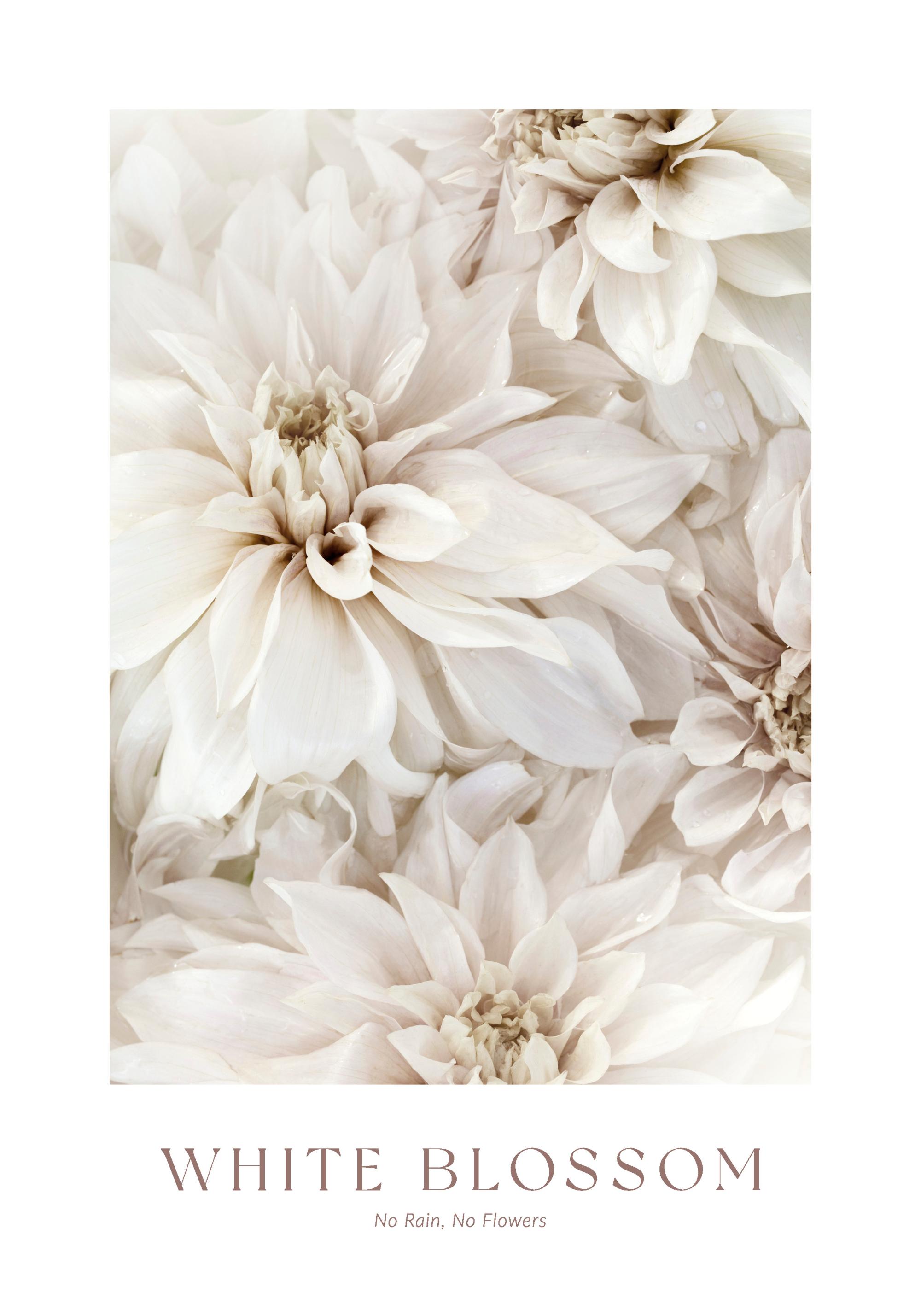 White Blossom No2 Print