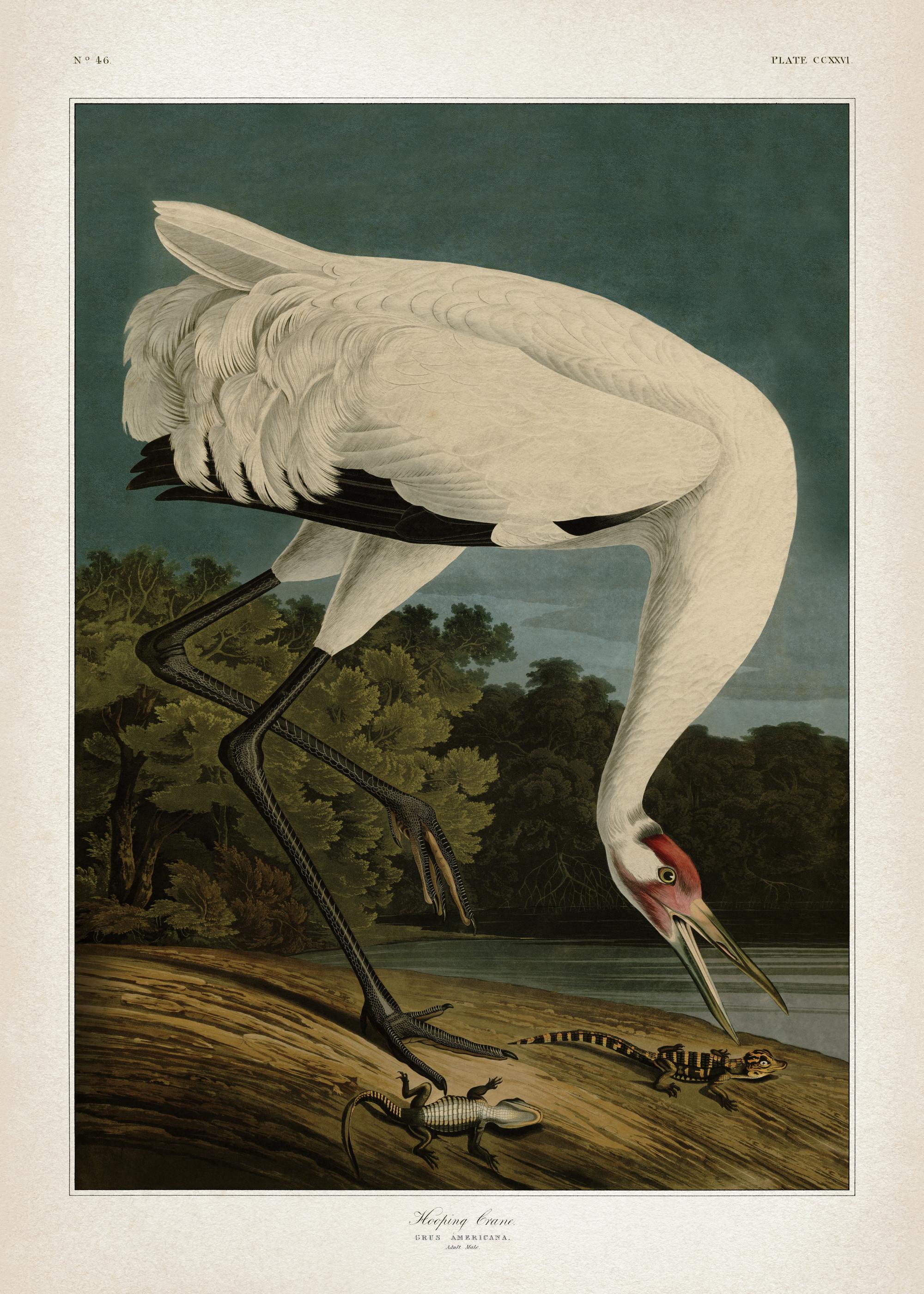 Whooping Crane Print